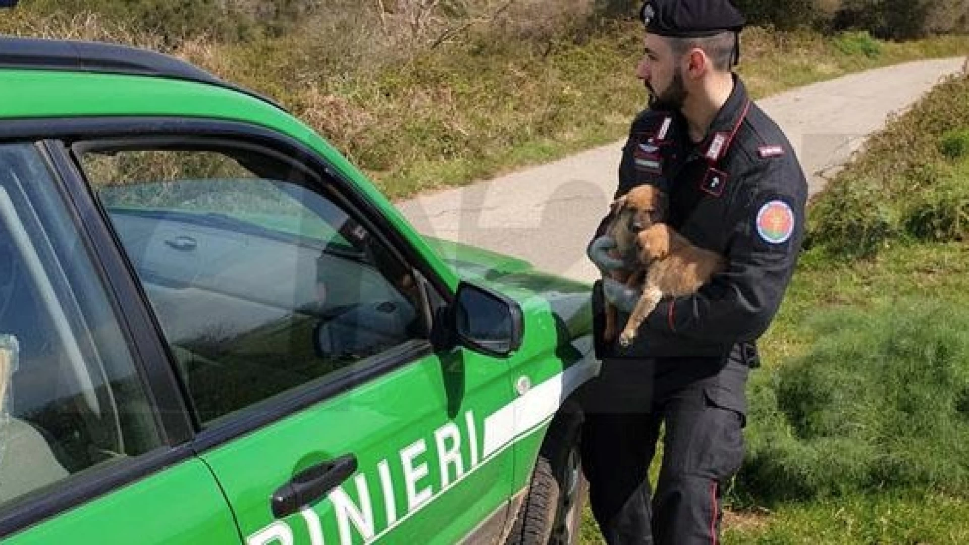 Isernia: contrasto al traffico illegale degli animali da compagnia. Controlli dei Carabinieri Forestali a tre allevamenti cinofili in provincia di Isernia.